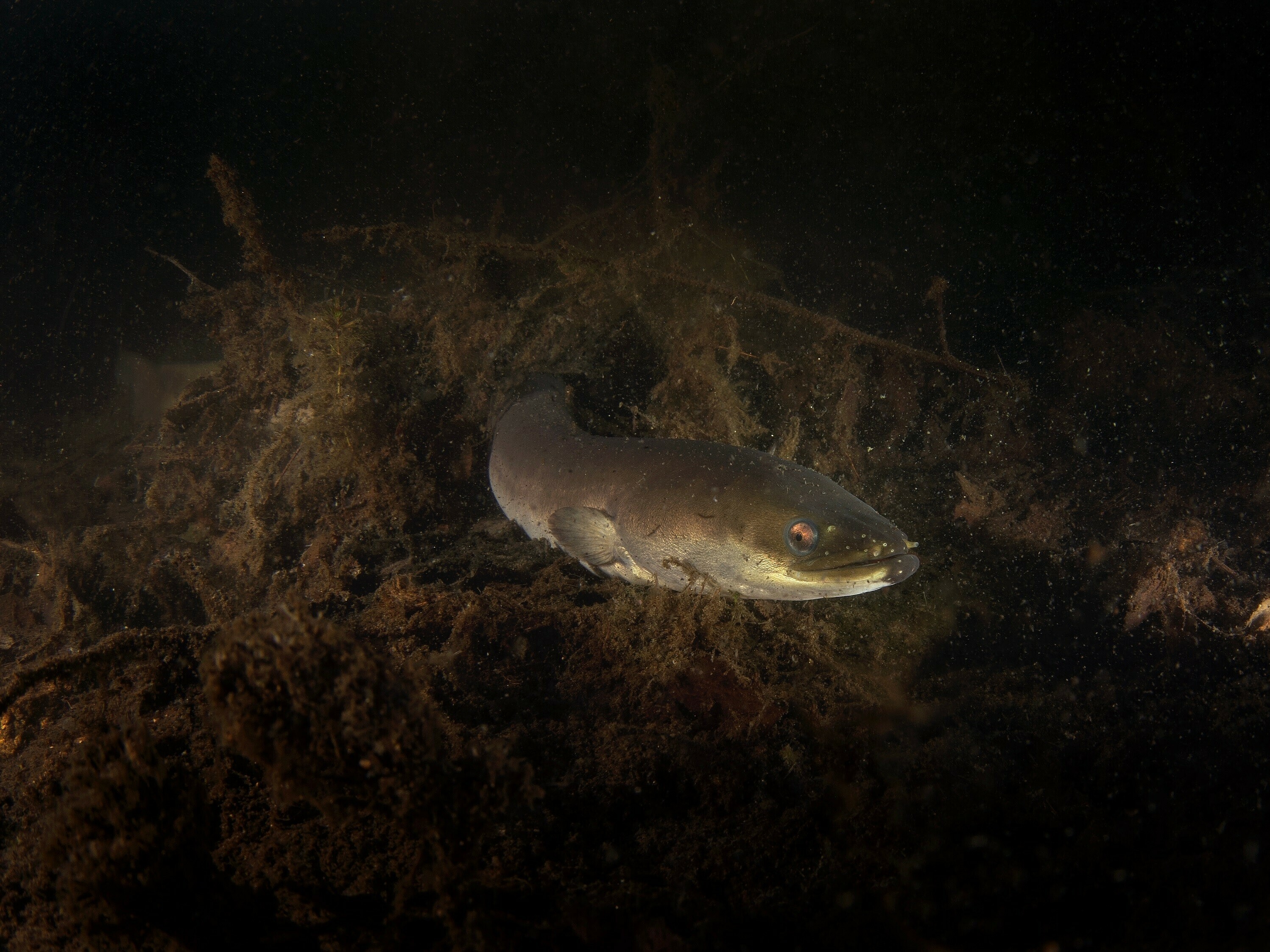 European,Eel,During,Night,Dive.,Eel,Is,Swimming,On,The