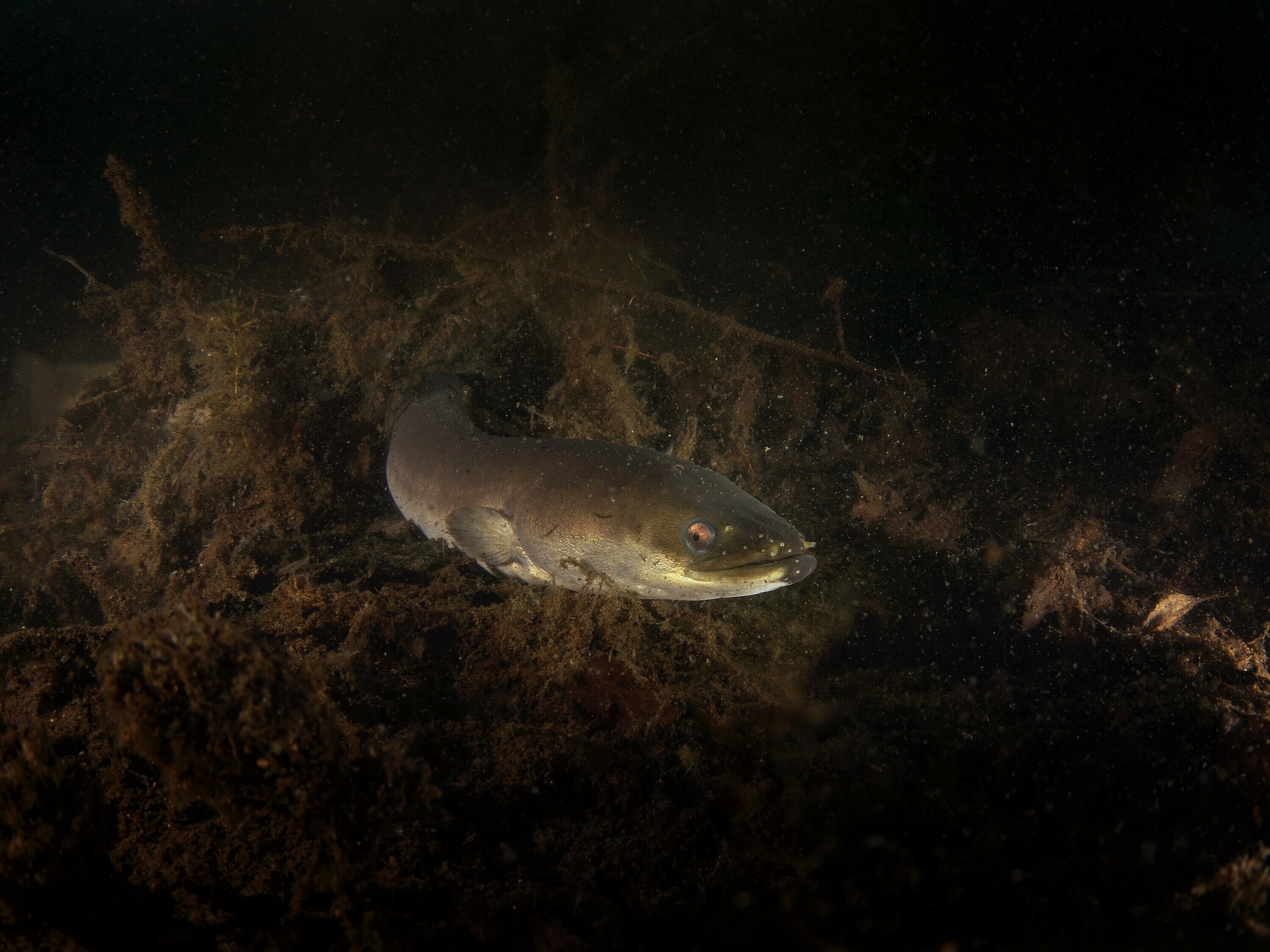 2326976191 European,Eel,During,Night,Dive.,Eel,Is,Swimming,On,The