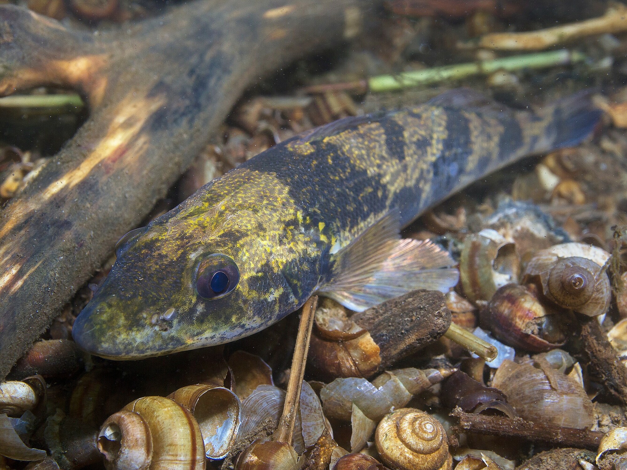 Freshwater,Fish,Zingel,(zingel,Zingel),In,The,Beautiful,Clean,River.