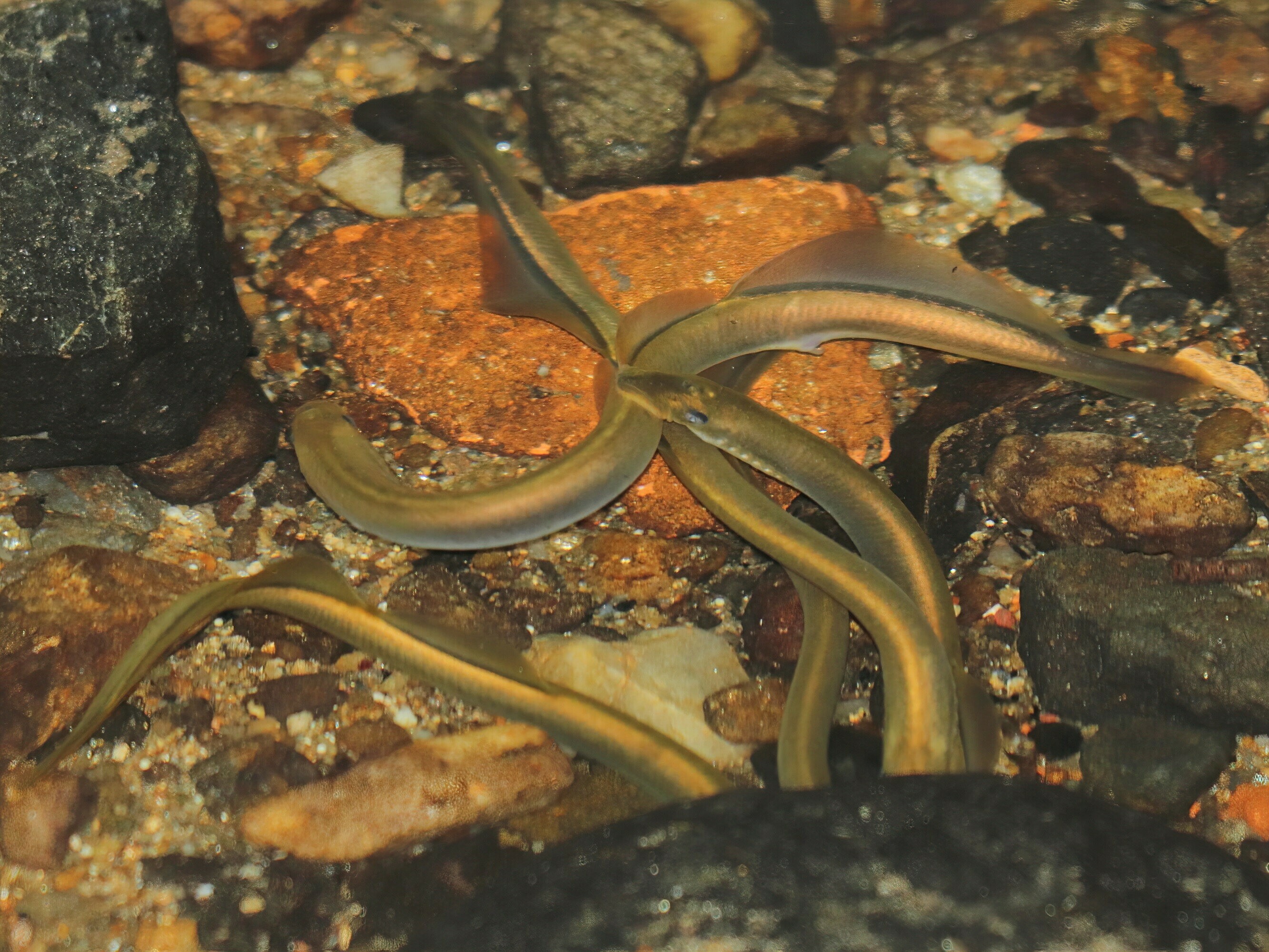 Flock,Of,European,Brook,Lampreys,(lampetra,Planeri),Swimming,In,Brook.