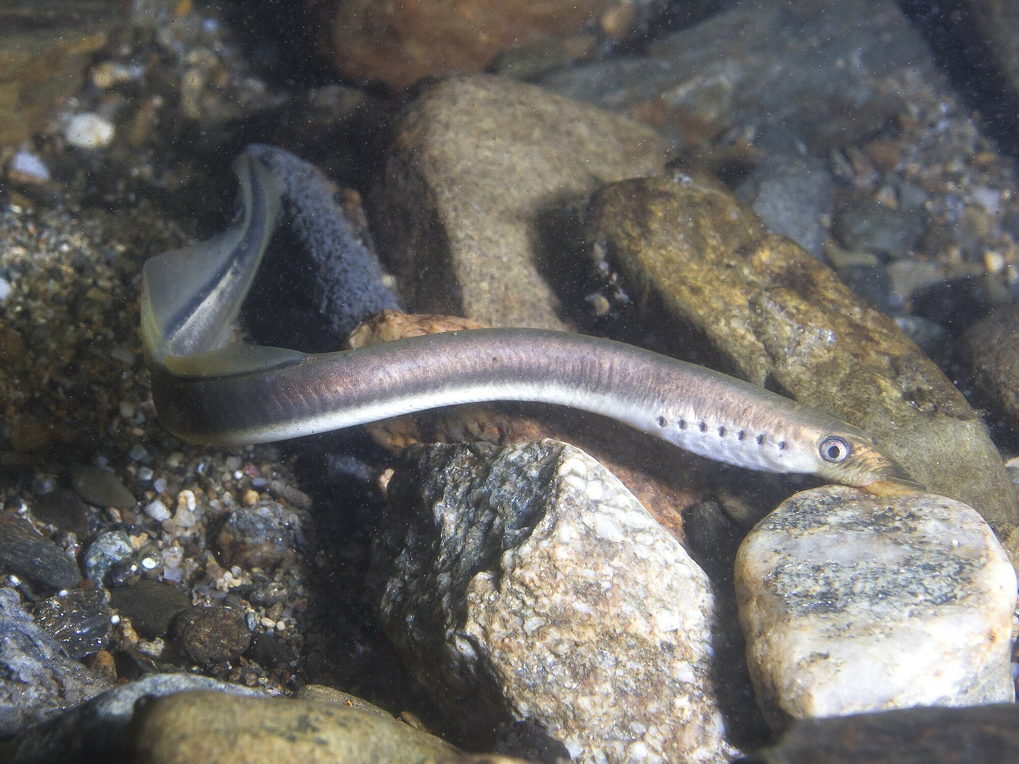 The,European,Brook,Lamprey,(lampetra,Planeri),A,Frashwater,Species,That