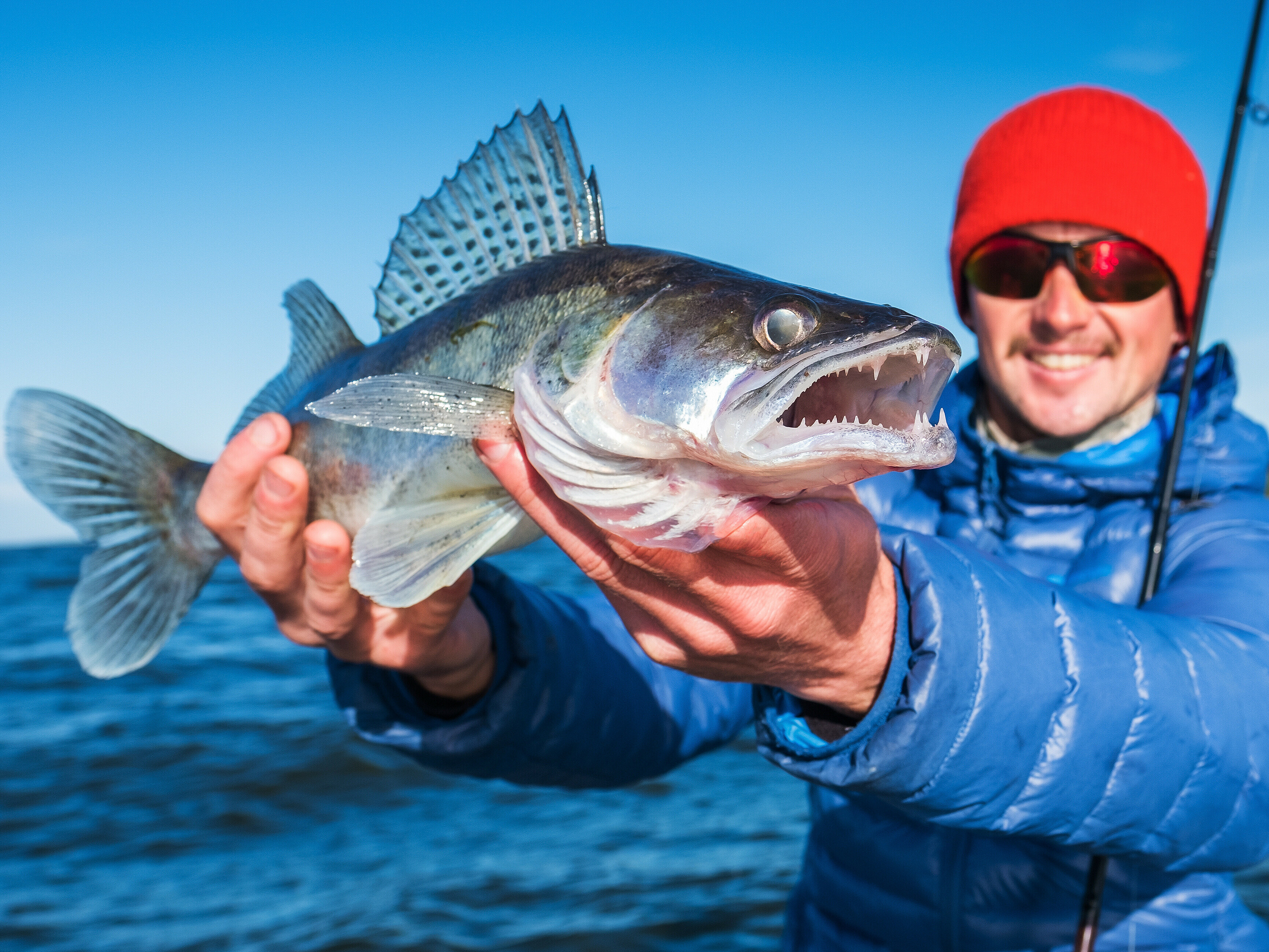 Happy angler holds angry Zander fish