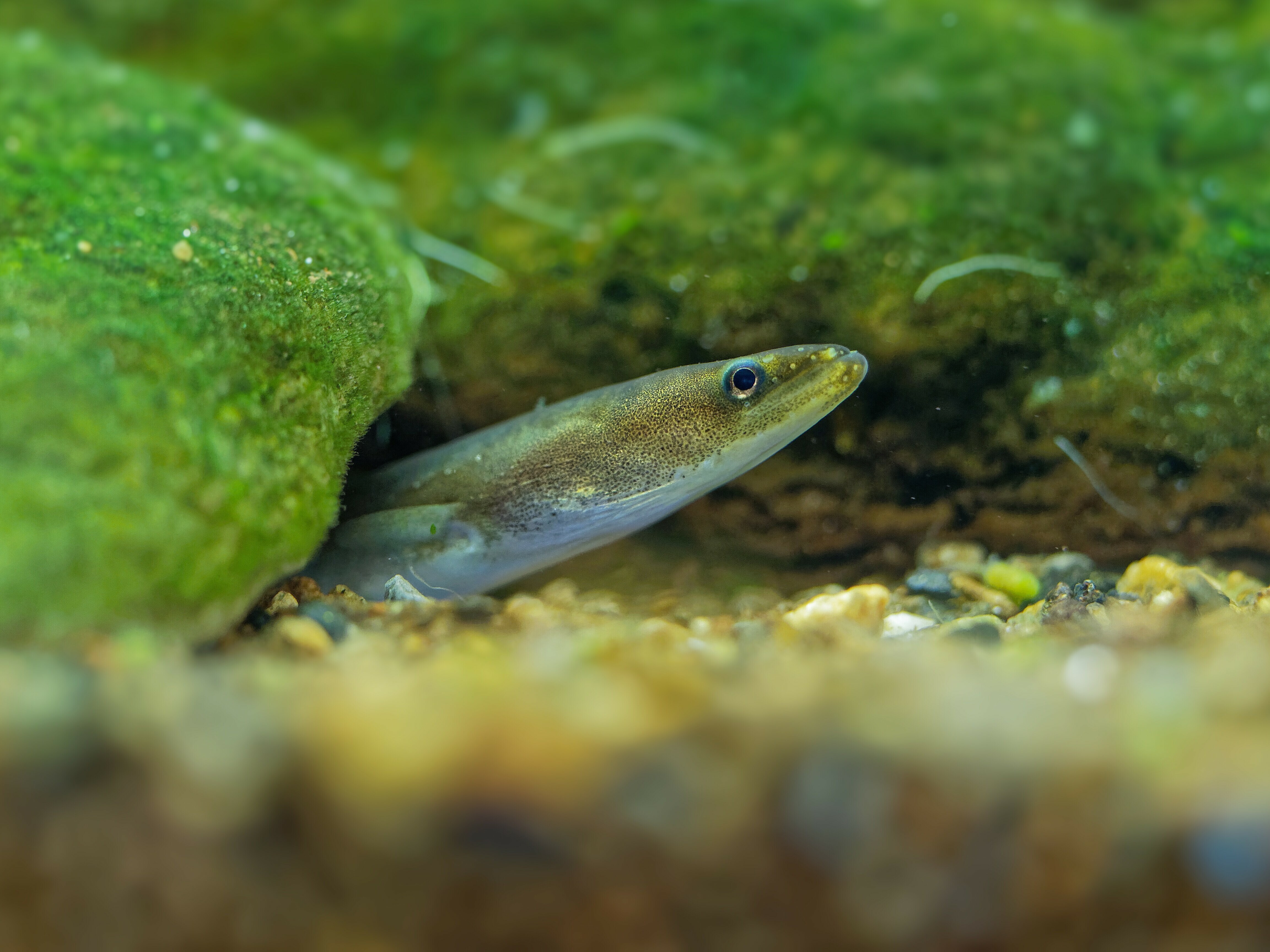 1569398527 European,Eel,-,Anguilla,Anguilla,Is,A,Species,Of,Eel,