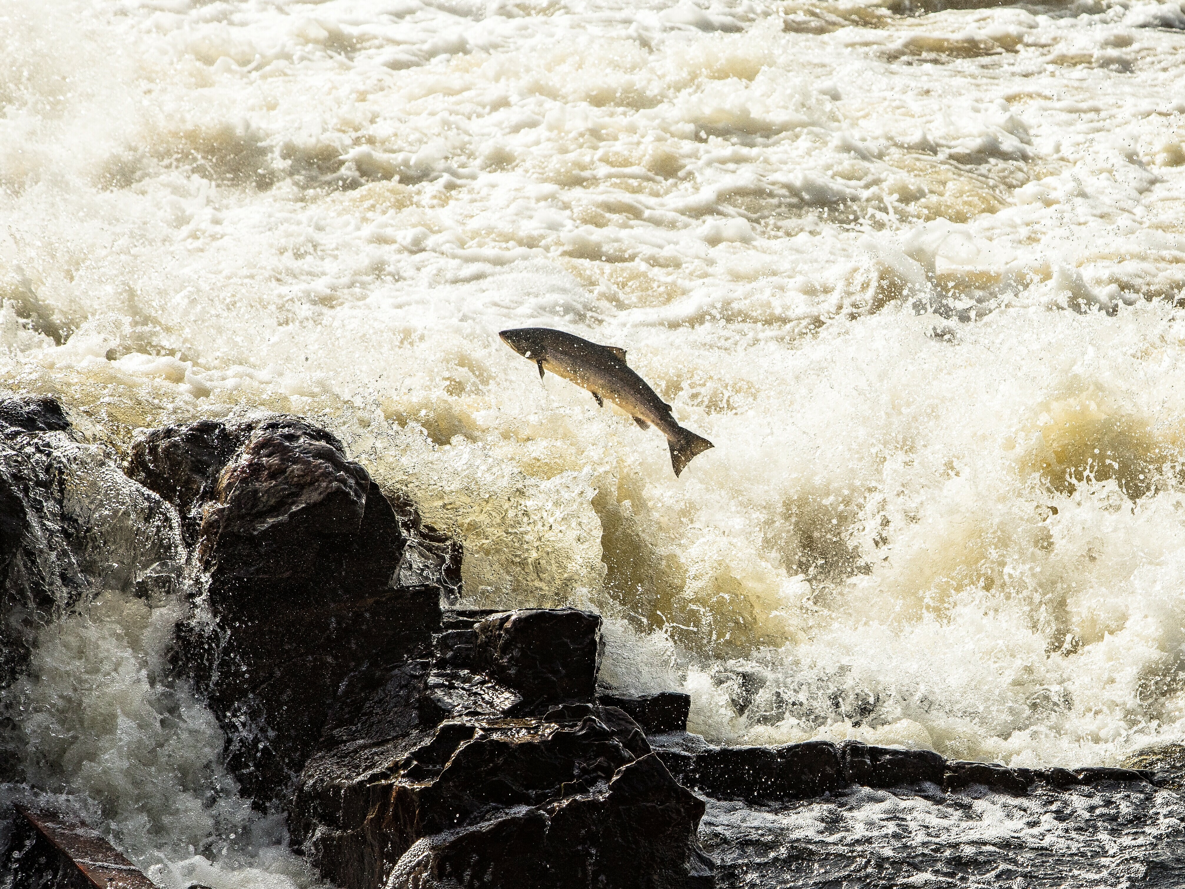 Atlantic,Salmon,,Salmo,Salar,,Leaping,In,Turbulent,Waterfalls,In,Kristiansand,