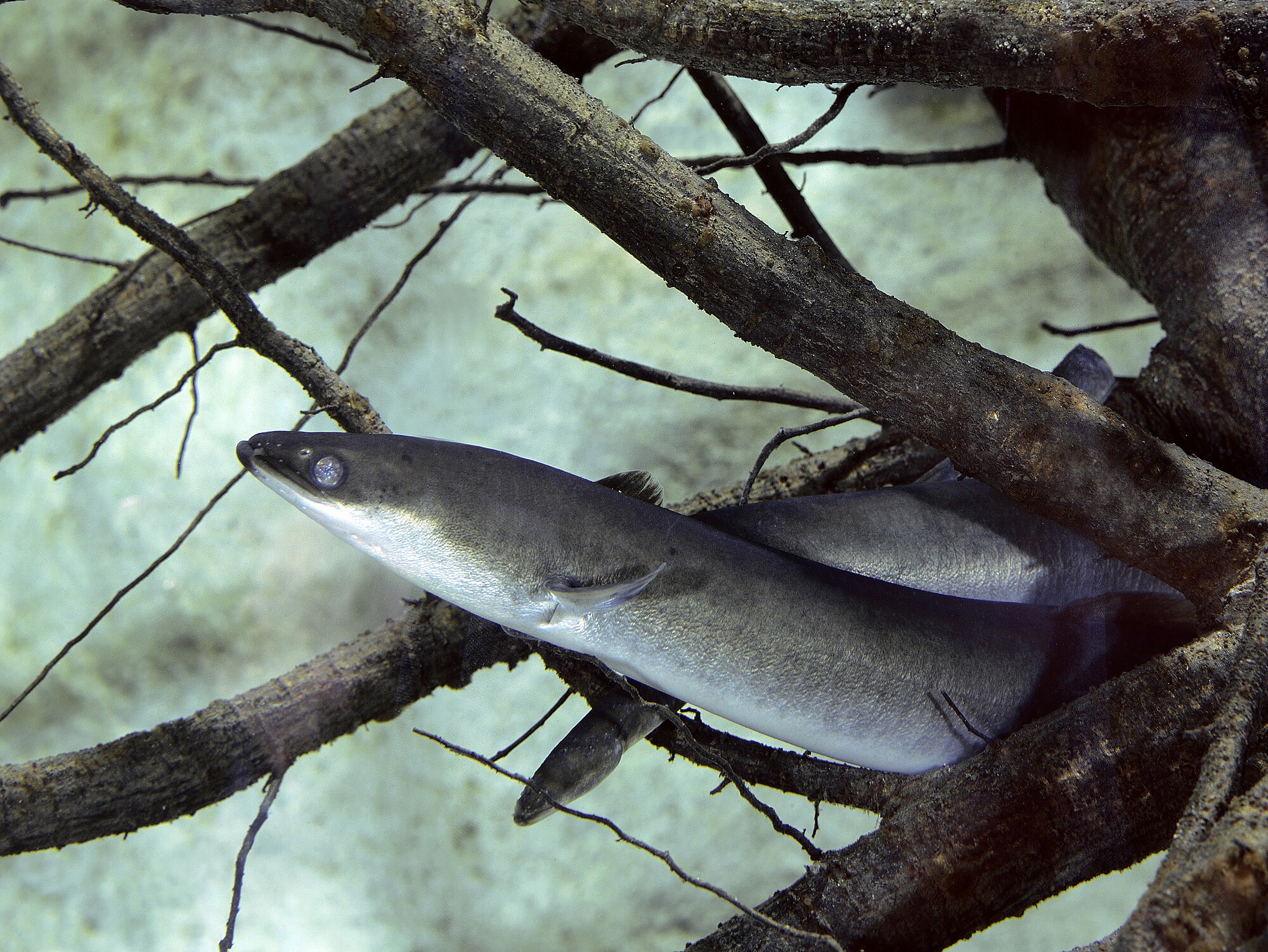 Common,Eel,Or,European,Eel,,Anguilla,Anguilla