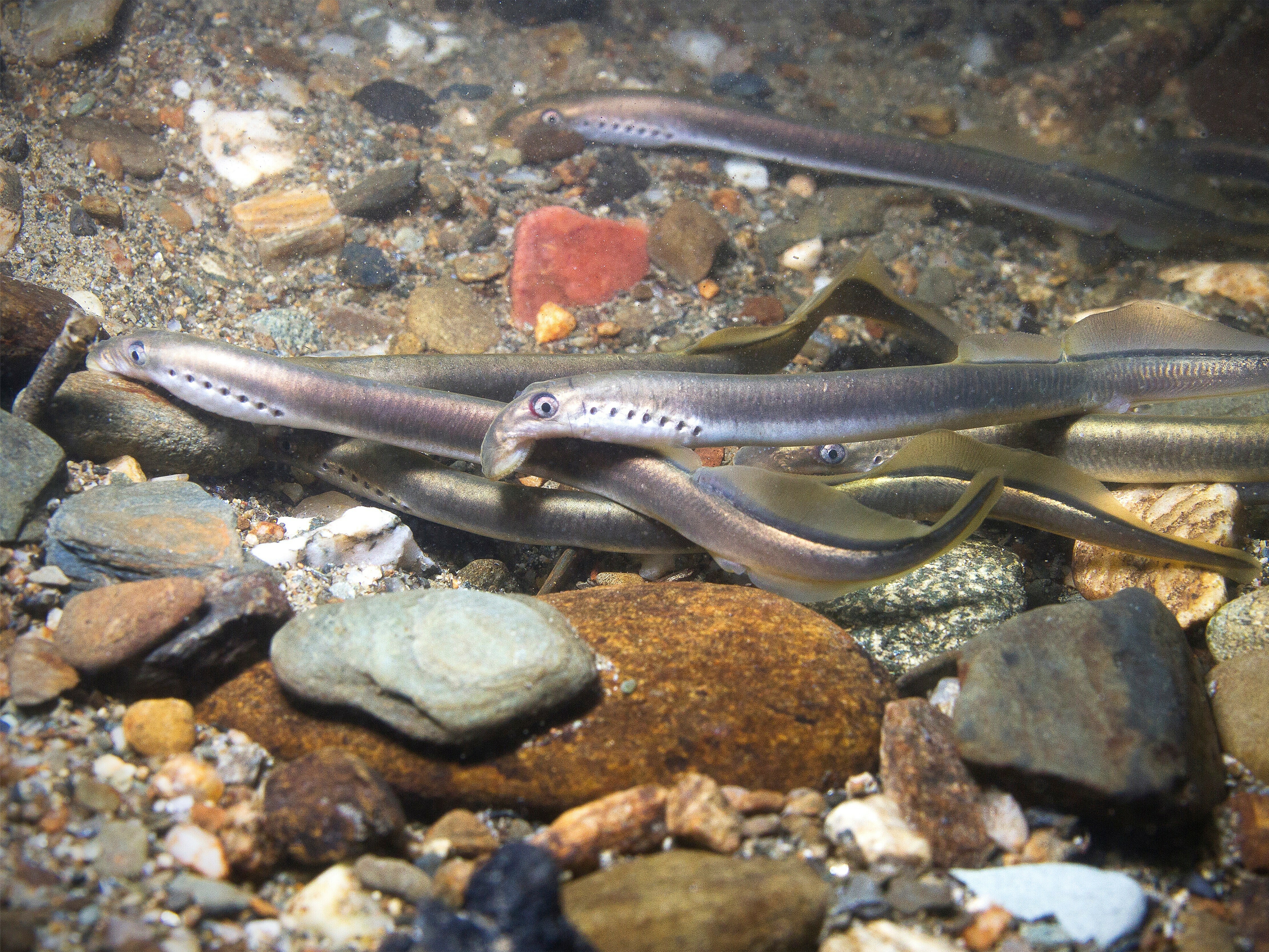 The,European,Brook,Lamprey,(lampetra,Planeri),A,Frashwater,Species,That