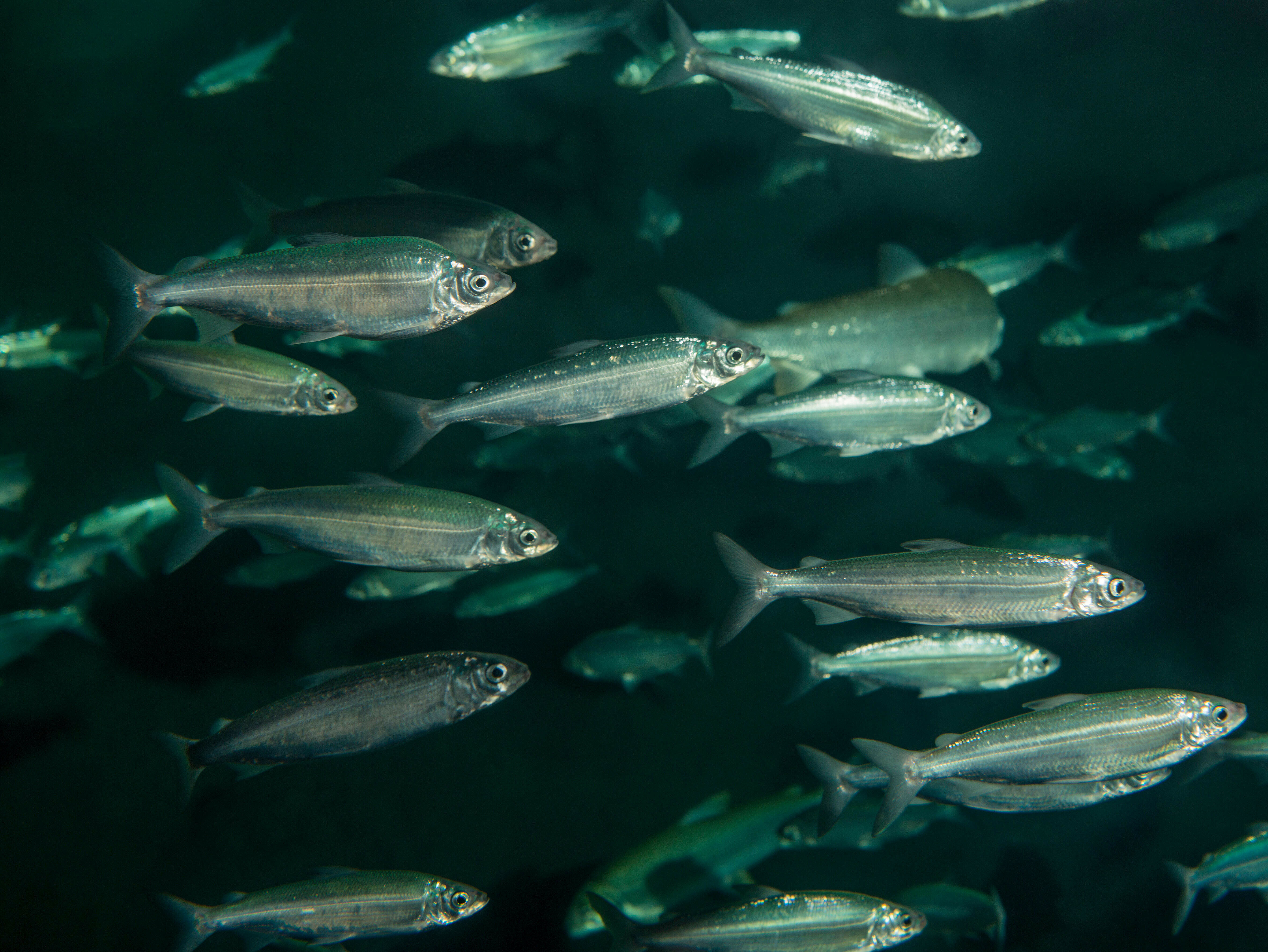 Vendace, European Cisco (Coregonus lavaretus, species complex) in a lake. Germany